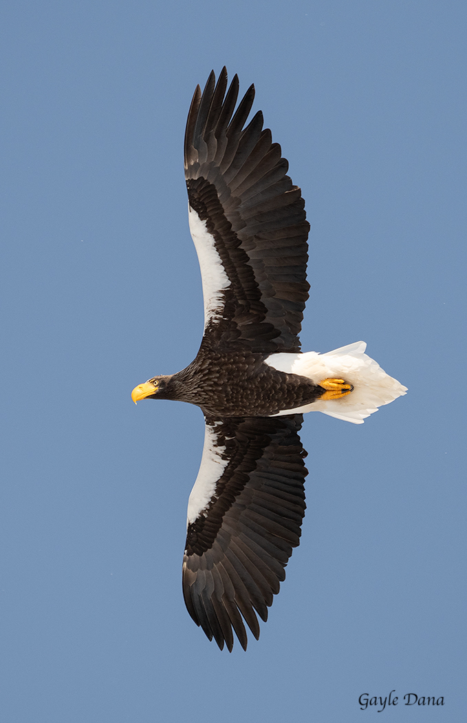 Stellar's Sea Eagle in Flight 2